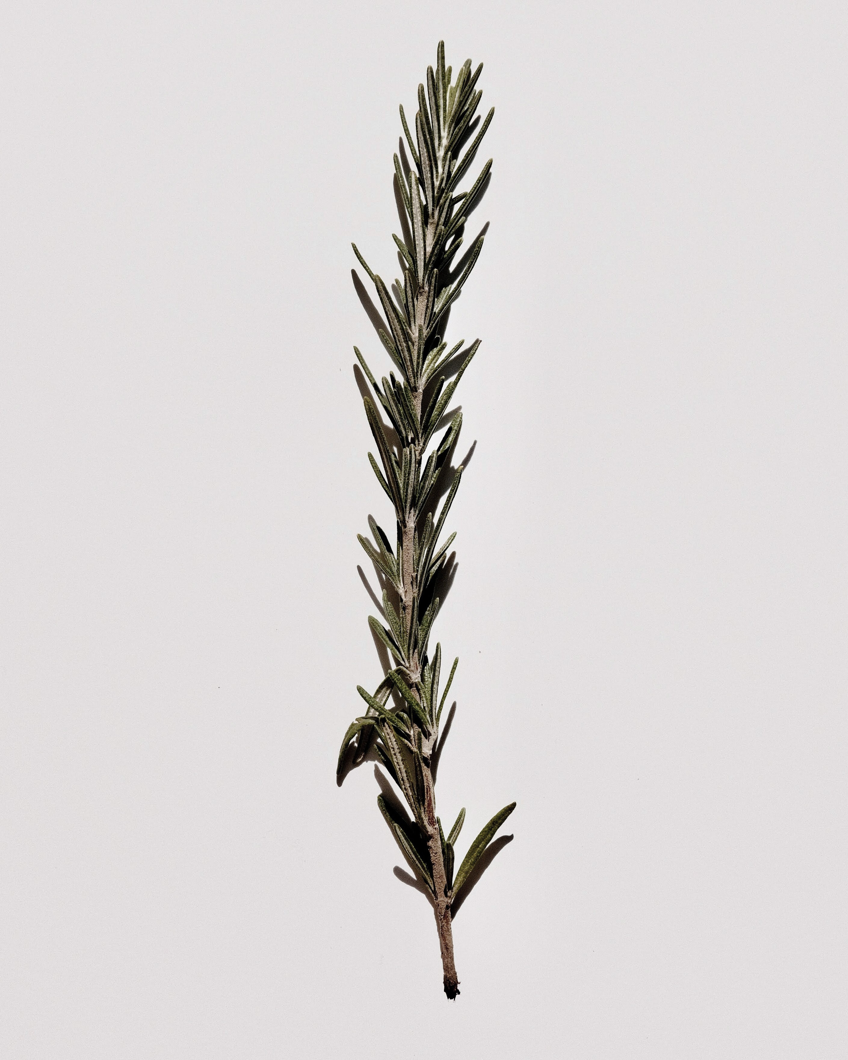 Rosemary Extract